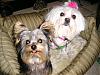 FREE dog Clothes winners and sample photos!!!-max-bobogroomed2006-010.jpg