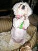 FREE dog Clothes winners and sample photos!!!-specialolympics2006-max-010.jpg
