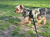 ROCKY in Central Park on Saturday-rocky-cp.jpg
