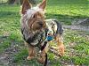 ROCKY in Central Park on Saturday-watching-you.jpg