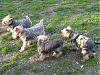 ROCKY in Central Park on Saturday-yorkies-everywhere.jpg