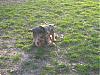 ROCKY in Central Park on Saturday-whats-.jpg