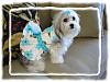 FREE dog Clothes winners and sample photos!!!-sm-p-harness-dress-2.jpg