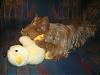 Thank you Deb!!! (tiggerr36792) you rock!!-reece-his-duckie-002.jpg