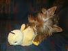 Thank you Deb!!! (tiggerr36792) you rock!!-reece-his-duckie-004.jpg