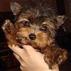 Please HELP!!! I am really sad about my little girl.....-riopic.jpg