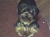 My yorkie changed colors!-photo_022207_003.jpg