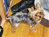 My yorkie changed colors!-hpim0878.jpg
