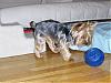 My yorkie changed colors!-hpim0882.jpg