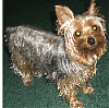 My yorkie changed colors!-cimg1004-copy.gif
