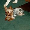 My yorkie changed colors!-im004979.jpg