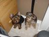 Is a second Yorkie the best decision?-puppy-027.jpg