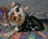 Is a second Yorkie the best decision?-krishna1t.jpg