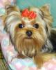 Is a second Yorkie the best decision?-sally6mos.jpg