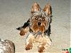 I'm a New Yorkie Owner and Member!!! :)-copy-im005752.jpg