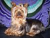 Has Anyone Rescued A Yorkie For A Pet-p4020177.jpg