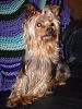 Yorkie Prettiest Girl Pictures !-p4020178.jpg