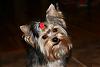 Yorkie Prettiest Girl Pictures !-beauty-queen.jpg