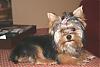 Yorkie Prettiest Girl Pictures !-beautiful.jpg