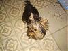 Yorkie Prettiest Girl Pictures !-sany0949.jpg