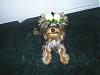 Handsome/cute Yorkie Boy Pics !-s4010129.jpg