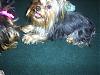 Handsome/cute Yorkie Boy Pics !-s4010244c.jpg