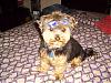 Handsome/cute Yorkie Boy Pics !-ugly-bow.jpg