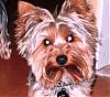 Handsome/cute Yorkie Boy Pics !-hpim0010.jpg