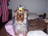 Handsome/cute Yorkie Boy Pics !-yhuyhun.jpg