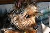 Handsome/cute Yorkie Boy Pics !-img_7369.jpg