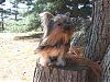 Handsome/cute Yorkie Boy Pics !-jack-w-tree-058-re.jpg