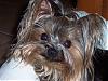 Handsome/cute Yorkie Boy Pics !-jack-w-tree-003-re.jpg