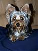 Handsome/cute Yorkie Boy Pics !-ytsized.jpg