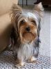 Handsome/cute Yorkie Boy Pics !-ycrop.jpg