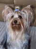 Handsome/cute Yorkie Boy Pics !-resize-yt.jpg