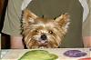 Handsome/cute Yorkie Boy Pics !-alfie3-copy.jpg