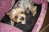 Handsome/cute Yorkie Boy Pics !-dsc00774-copy.jpg