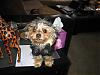 Yorkie Prettiest Girl Pictures !-im-cute-my-bead-head.jpg