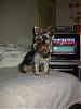 Handsome/cute Yorkie Boy Pics !-holiday-pictures-020.jpg