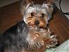 Handsome/cute Yorkie Boy Pics !-1_1.jpg