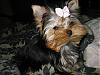 Yorkie Prettiest Girl Pictures !-1.jpg