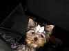 Yorkie Prettiest Girl Pictures !-2.jpg