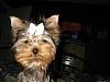 Yorkie Prettiest Girl Pictures !-3.jpg