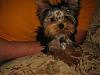 Yorkie Prettiest Girl Pictures !-4.jpg