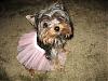 Yorkie Prettiest Girl Pictures !-gsdf.jpg