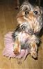 Yorkie Prettiest Girl Pictures !-gsd.jpg