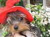 Yorkie Prettiest Girl Pictures !-img_0753_2.jpg