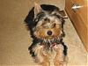 Yorkie Prettiest Girl Pictures !-0251rsz.jpg