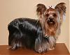 Yorkie Prettiest Girl Pictures !-annika-7.jpg