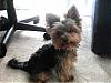Handsome/cute Yorkie Boy Pics !-dsc00221.jpg
